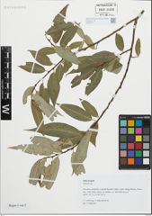 Foto von Salix fragilis L.